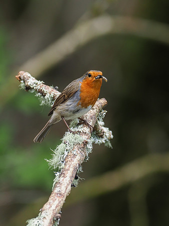 20200504-Garden Birds-EM129389