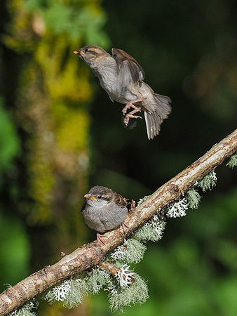Juvenile House Sparrow (Passer domesticus)
