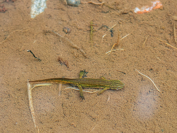 Common or Smooth Newt (Lissotriton vulgaris)