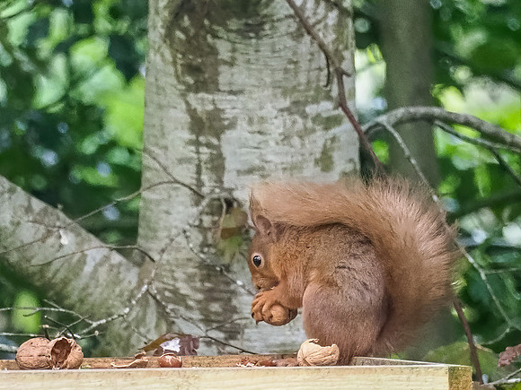 Red Squirrel (Sciurus vulgaris)