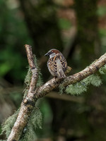 Male House Sparrow (Passer domesticus)