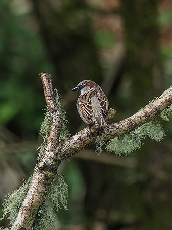 Male House Sparrow (Passer domesticus)