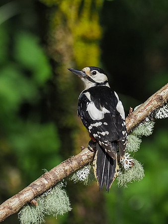 Great spotted woodpecker(Dendrocopos major)