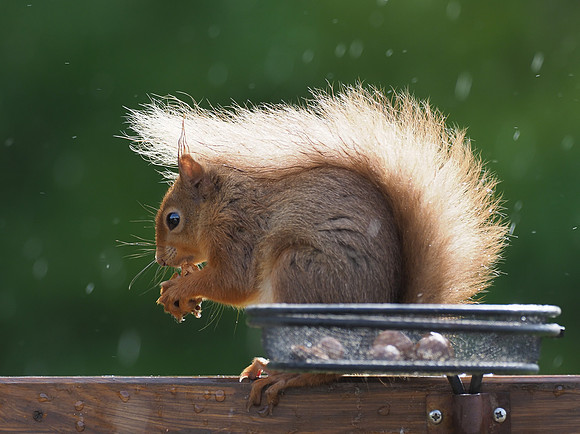 Sunshine, Showers & Squirrel