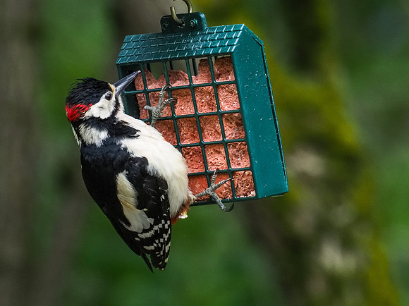 Great Spotted Woodpecker(Dendrocopos major)
