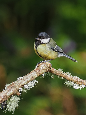 Great Tit (Parus major)