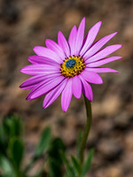 Delightful African Daisy (Osteospermum jucundum)