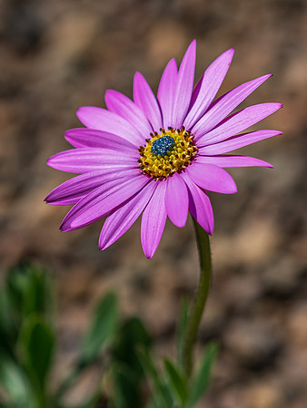 Delightful African Daisy (Osteospermum jucundum)