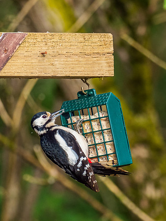 20200505-Garden Birds-EM129821