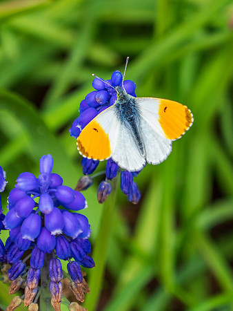Orange-tip Butterfly (Anthocharis cardamines)