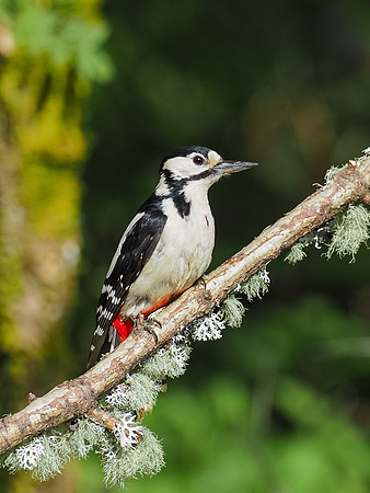 Great spotted woodpecker(Dendrocopos major)