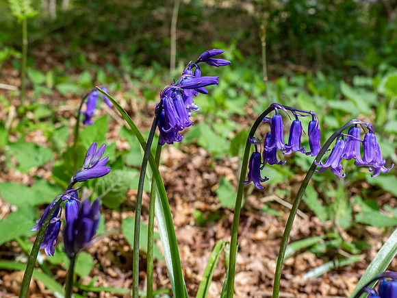 Spring Flowers
