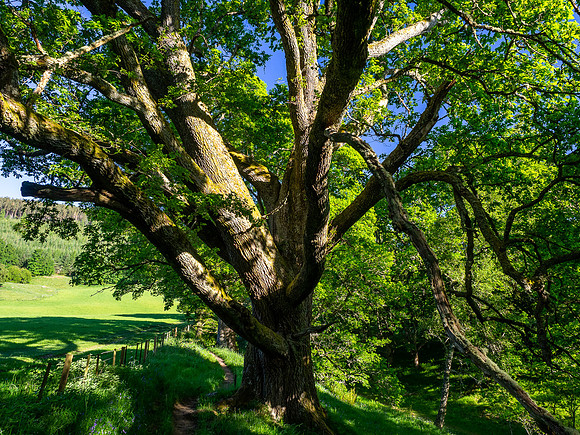 Balmacaan Woods