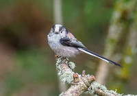 Long-tailed Tit (Aegithalos caudatus)