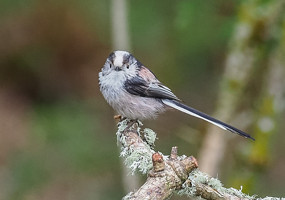 Long-tailed Tit (Aegithalos caudatus)
