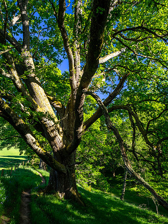 Balmacaan Woods