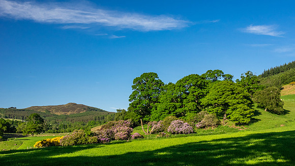 Balmacaan Woods