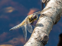 Four-spotted Chaser (Libellula quadrimaculata)