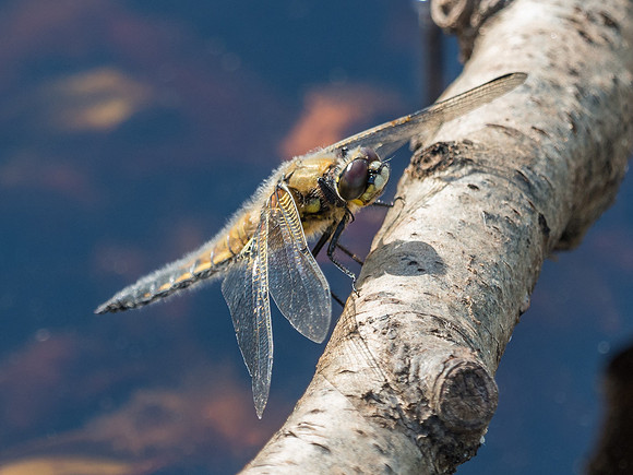 Four-spotted Chaser (Libellula quadrimaculata)