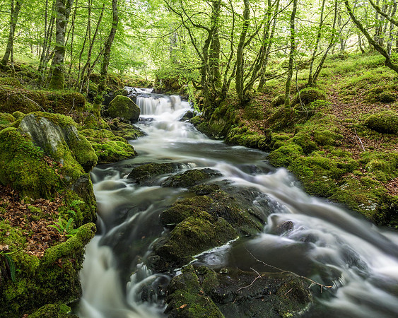 Woodland Stream
