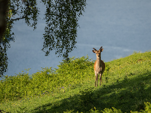 Sika Buck