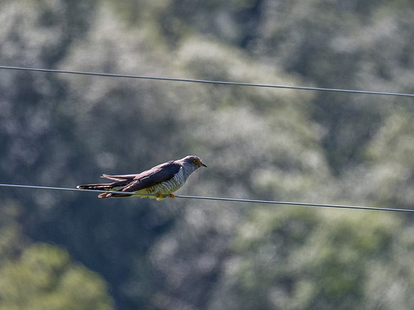 Cuckoo