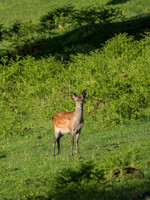 Sika Buck