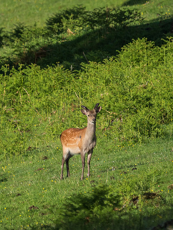 Sika Buck