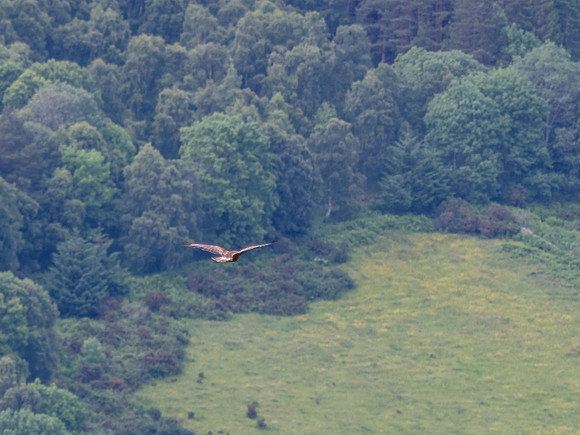 Common Buzzard (Buteo buteo)