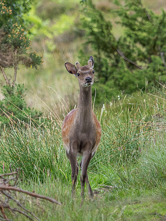 Sika Deer