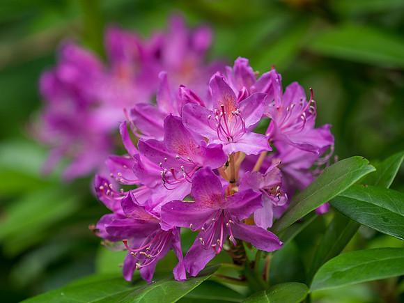 Rhododendron