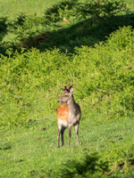 Sika Buck