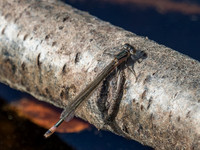 Emerald Damselfly (Lestes sponsa )
