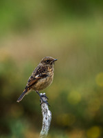 Stonechat (Saxicola torquata)