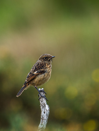 Stonechat (Saxicola torquata)