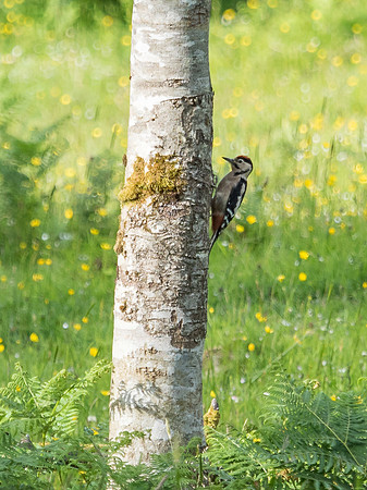 Greater Spotted Woodpecker (Dendrocopos major)