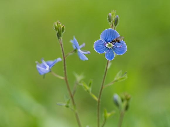 Woodland Flowers