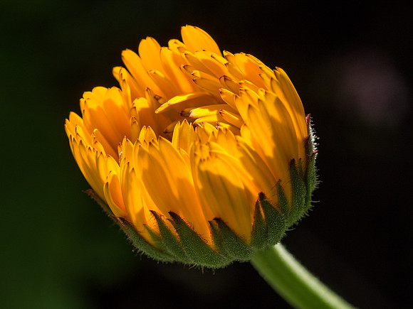 Garden Flowers
