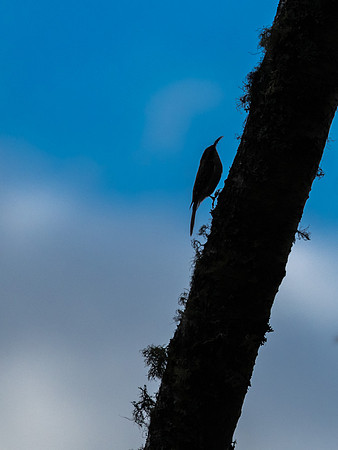 Treecreeper (Certhia familiaris)