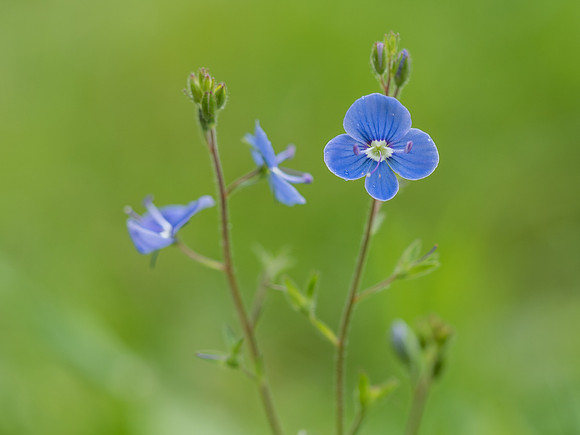 Woodland Flowers