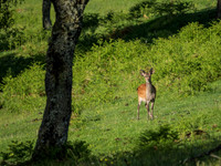 Sika Buck