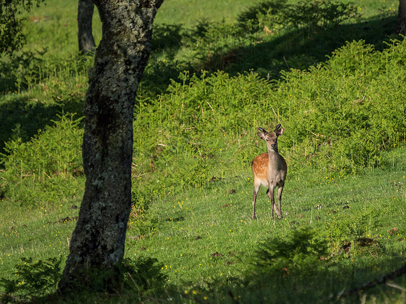 Sika Buck
