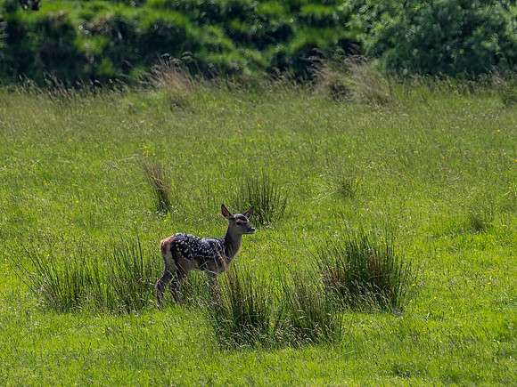 Bambi