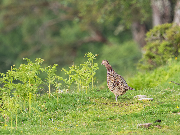 Female Pheasant (Phasianus colchicus)