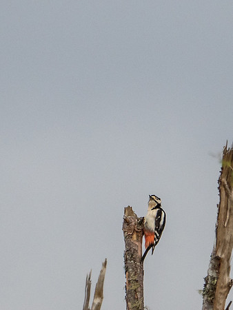 Greater Spotted Woodpecker (Dendrocopos major)