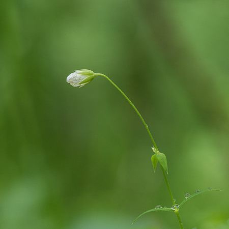 Woodland Flowers