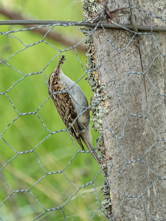 Treecreeper (Certhia familiaris)