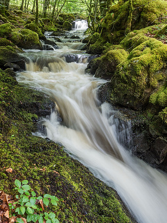 Woodland Stream
