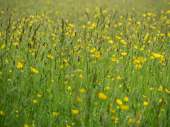 Meadow Buttercup (Ranunculus acris)