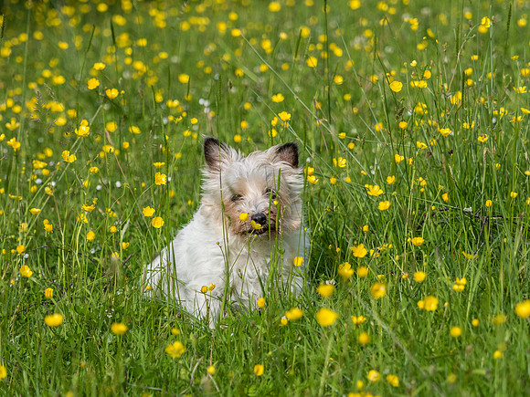 Mij in the Buttercups